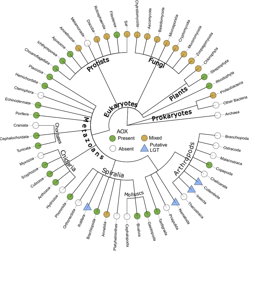 Tree of life showing the presence, absence, and mixed occurrence of alternative oxidase across major lineages.