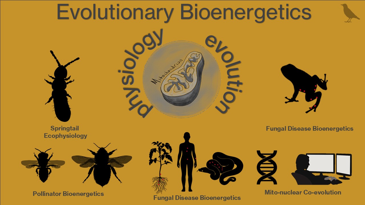 The lab’s study systems connect mitochondrial physiology and evolution across springtails, pollinators, fungal hosts, and mitonuclear research.